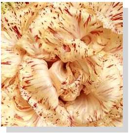 Radicchio